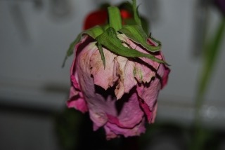 zdjęcie zrobione w ramach kołach fotograficznego