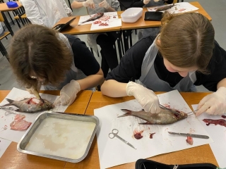 uczestnicy koła wykonują sekcję ryby